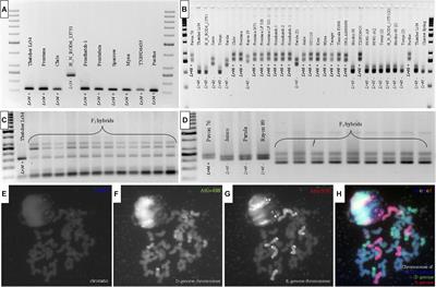 Development of Triticale × Wheat Prebreeding Germplasm With Loci for Slow-Rusting Resistance